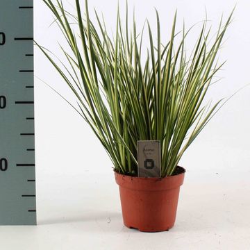 Acorus calamus 'Вариегатус'