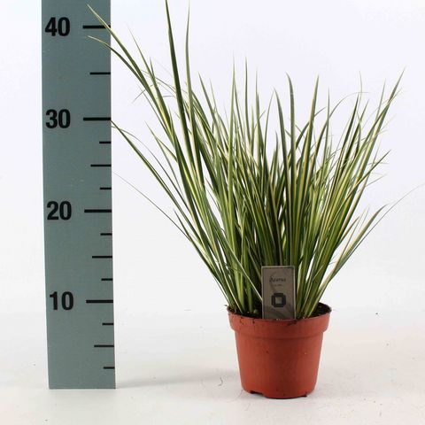 Acorus calamus 'Вариегатус'