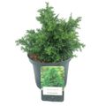 Cryptomeria japonica 'Йокогама'