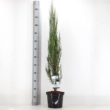 Juniperus scopulorum 'Blue Arrow'