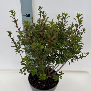 Enkianthus campanulatus