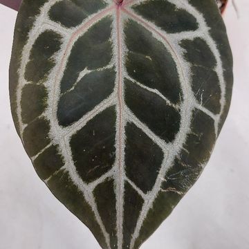 Anthurium 'Docblock Michelle'