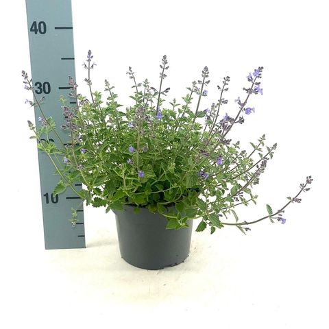 Nepeta 'Kit Cat'