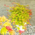 Acer shirasawanum MOONRISE