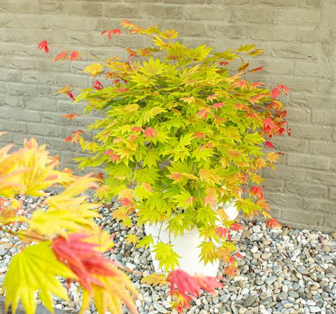 Acer shirasawanum MOONRISE