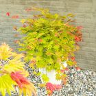 Acer shirasawanum MOONRISE