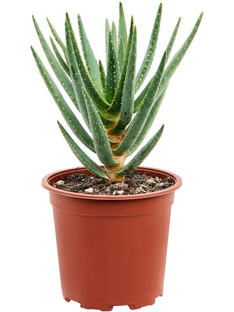 Aloe dichotoma