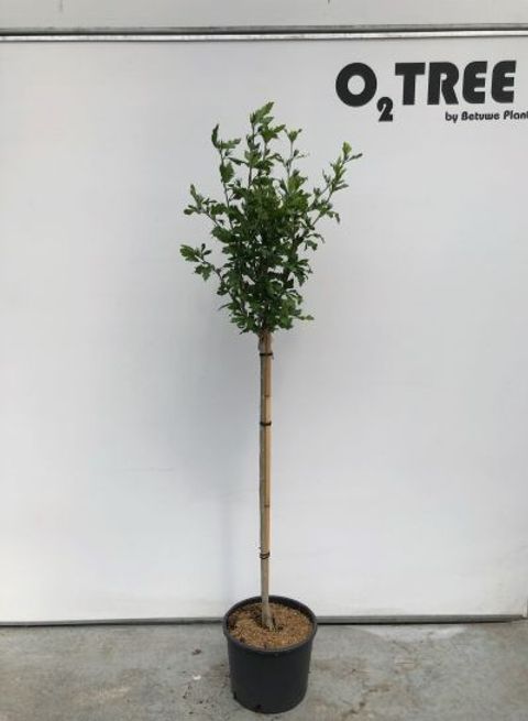 Hibiscus syriacus 'Oiseau Bleu'