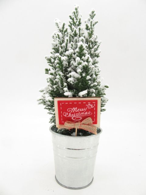 Chamaecyparis lawsoniana 'Ellwoodii'