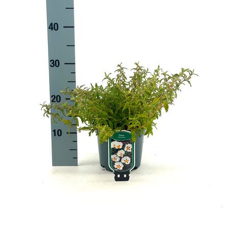 Cistus x florentinus