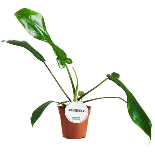 Philodendron 'Joepii'