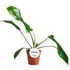 Philodendron 'Joepii'