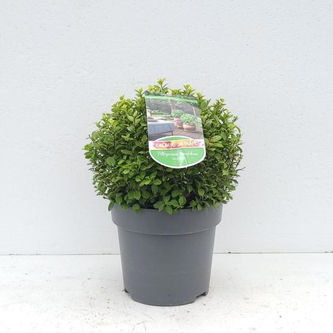 Pittosporum tenuifolium 'Golf Ball'