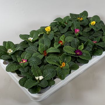 Primula ACAULIS MIX