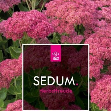 Sedum 'Herbstfreude'