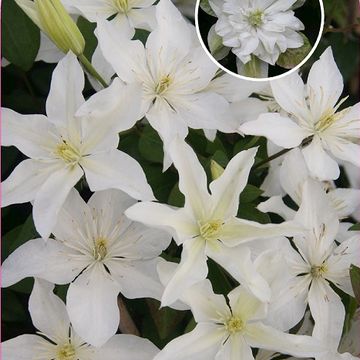 Clematis БЕБИ СТАР (EL)