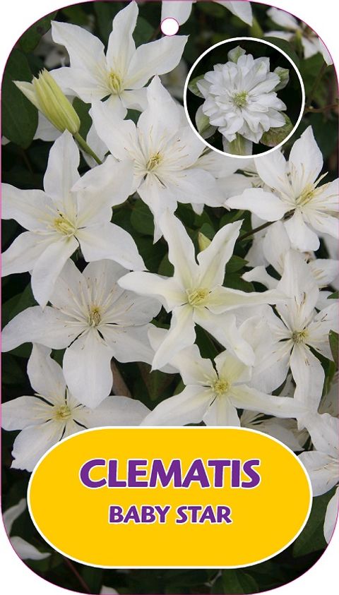 Clematis БЕБИ СТАР (EL)