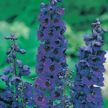 Delphinium 'Black Knight'