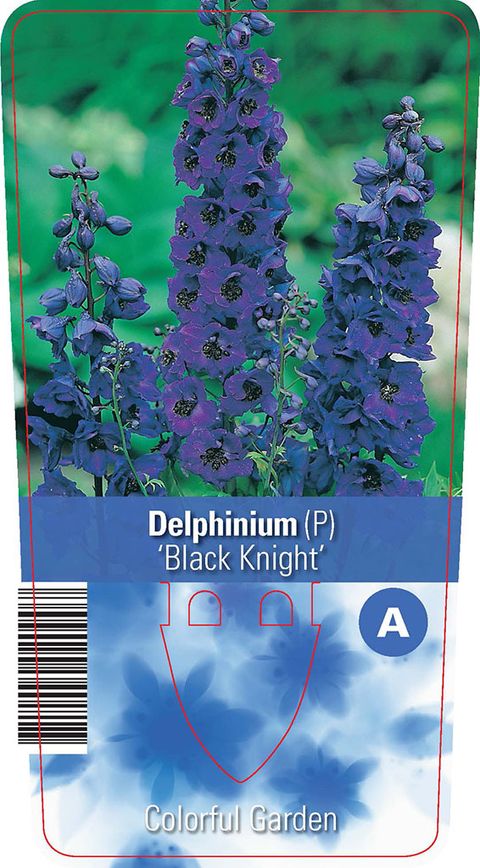 Delphinium 'Black Knight'