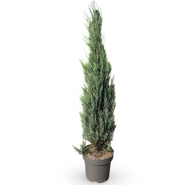 Juniperus scopulorum 'Blue Arrow'