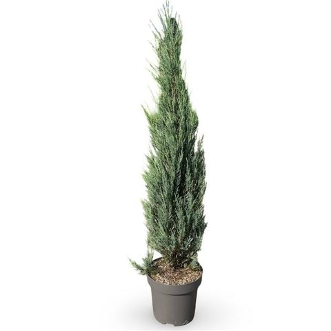 Juniperus scopulorum 'Blue Arrow'
