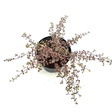 Lophomyrtus x ralphii 'Little Star'