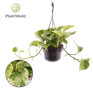 Epipremnum pinnatum 'Marble Queen'