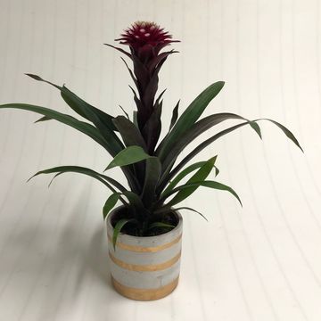 Guzmania 'Francesca'
