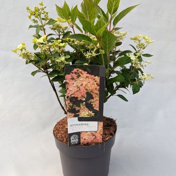 Hydrangea paniculata POLESTAR