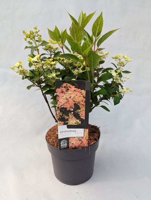Hydrangea paniculata POLESTAR