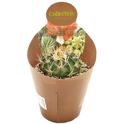 Stenocactus coptonogonus