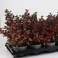 Coprosma repens 'Red Ruby'