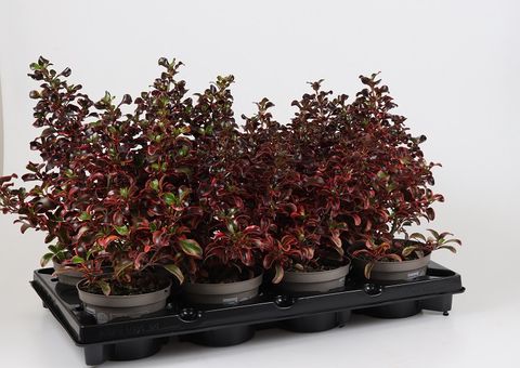 Coprosma repens 'Red Ruby'