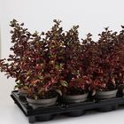 Coprosma repens 'Red Ruby'