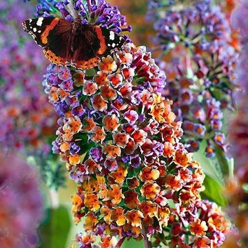 Buddleja x weyeriana 'Flower Power'
