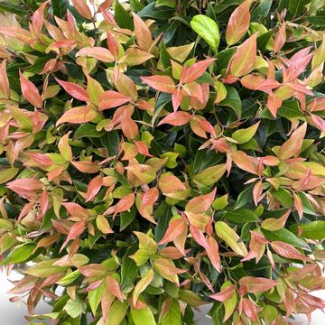 Leucothoe 'Zeblid'