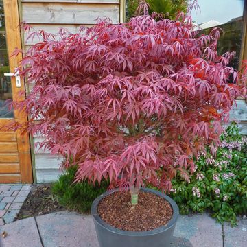 Acer palmatum 'Pevé Dave'