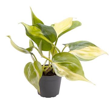 Filodendron scandens 'Brasil'