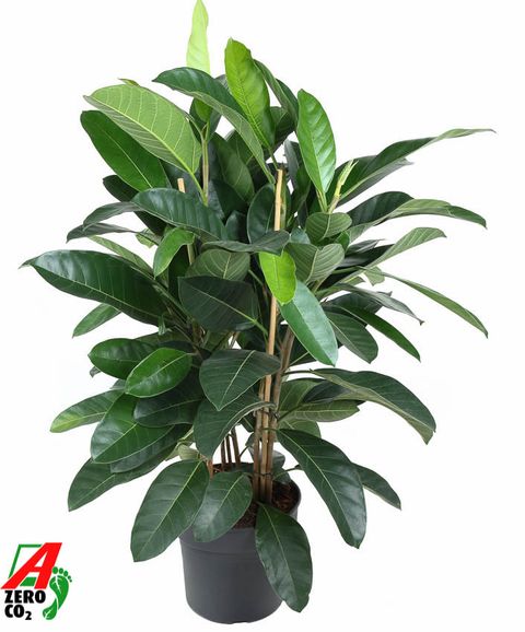 Ficus benghalensis 'Roy'