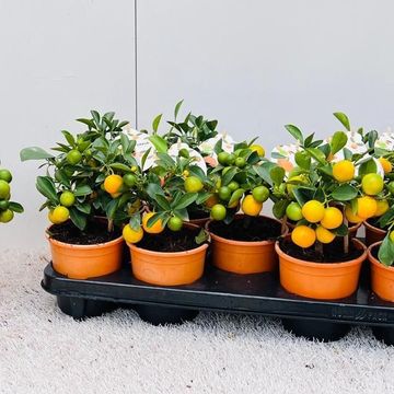 x Citrofortunella microcarpa