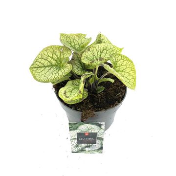 Brunnera macrophylla 'Jack Frost'
