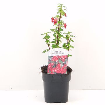 Ribes sanguineum 'King Edward VII'