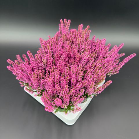 Erica gracilis BEAUTY QUEEN ELISABETH