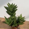 Aloe squarrosa