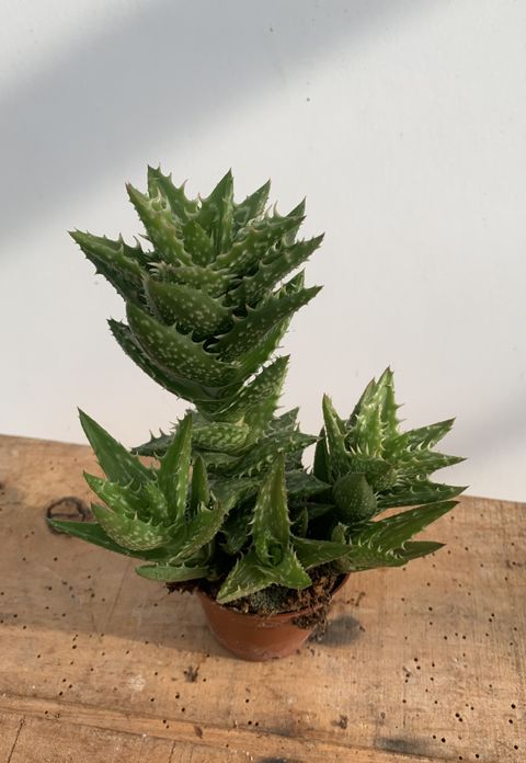 Aloe squarrosa