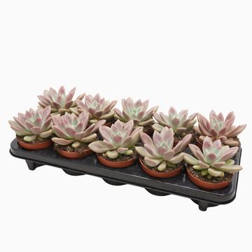 x Pachyveria 'Rosy Crow'