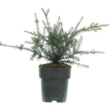 Podocarpus 'Chocolate Box'