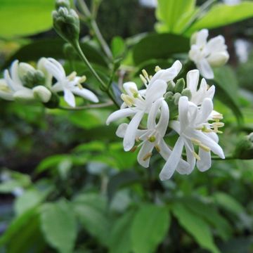 Heptacodium miconioides