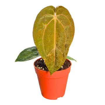 Anthurium (Michelle x Red Velvet Cake) x Goliath