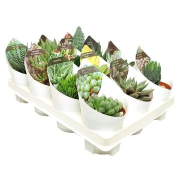 Succulents MIX